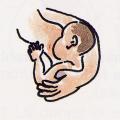 Illustrazione per l