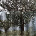 Marano (Napoli), 1990. Alberi veri e alberi dipinti, annullamento di un