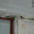 Prima nidificazione delle Rondini nella sede del GRIDAS al centro sociale del rione Monterosa, Scampia, Napoli. Primavera 2006. Ph. Martina Pignataro.