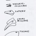 I diversi tipi di becchi. Illustrazione dal libro.