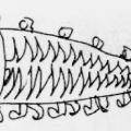 La lisca di pesce. Illustrazione dal libro.