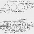 La struttura della balena. Illustrazione dal libro.

